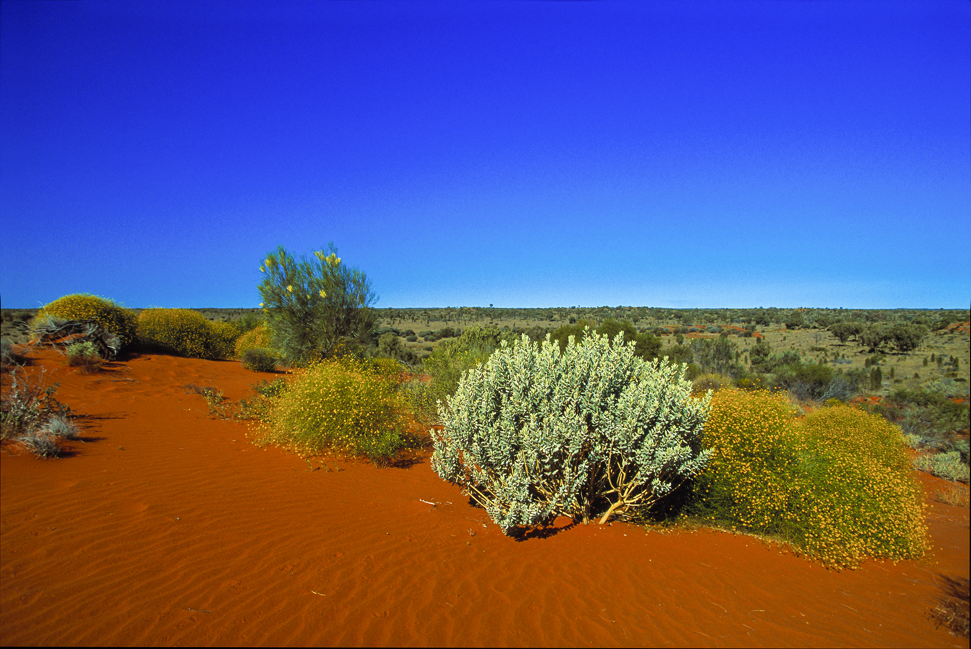 Cross Currents: Collecting Australian Indigenous Art With Respect + Resonance
